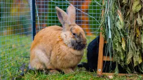 Fotorelacja ze Święta Ziemniaka w Mazurskim raju, październik 2023 r. - zdjęcie 43