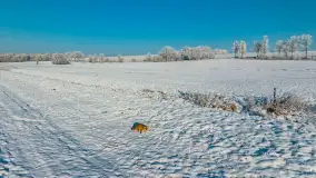 Zimowy poranek w okolicach Wopławek k/Kętrzyna - zdjęcie 38