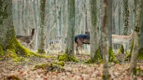 Zwierzęta i ptaki na zdjęciach z szuflady, 2023 rok - zdjęcie 26