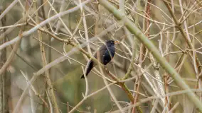 Zwierzęta i ptaki na zdjęciach z szuflady, 2023 rok - zdjęcie 12