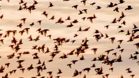 Zwierzęta i ptaki na zdjęciach z szuflady, 2023 rok - zdjęcie 30