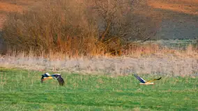 Zwierzęta i ptaki na zdjęciach z szuflady, 2023 rok - zdjęcie 8