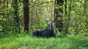 Zwierzęta i ptaki na zdjęciach z szuflady, 2023 rok - zdjęcie 25