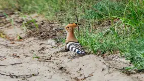 Zwierzęta i ptaki na zdjęciach z szuflady, 2023 rok - zdjęcie 27