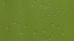 Zwierzęta i ptaki na zdjęciach z szuflady, 2023 rok - zdjęcie 39