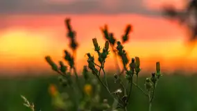 Zachód słońca na wschodnich obrzeżach Kętrzyna, sierpień 2023 r. - zdjęcie 14