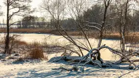 Zima nad jeziorem Dziewiszewskie w Dziewiszowie, styczeń 2024 r. - zdjęcie 24