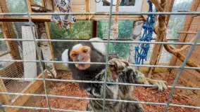 Zdjęcia: Odkryj Niezwykłe Zimowe Ferie w Papugarni Mazury! - zdjęcie 12