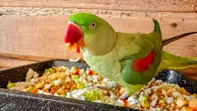 Zdjęcia: Odkryj Niezwykłe Zimowe Ferie w Papugarni Mazury! - zdjęcie 16