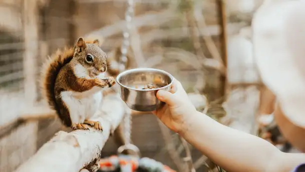 Zdjęcia: Odkryj Niezwykłe Zimowe Ferie w Papugarni Mazury! - zdjęcie 7