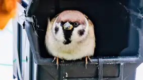 Redakcyjny karmnik sprawdził się zimą, styczeń 2024 r. - zdjęcie 19