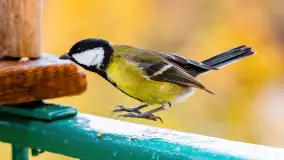 Redakcyjny karmnik sprawdził się zimą, styczeń 2024 r. - zdjęcie 2