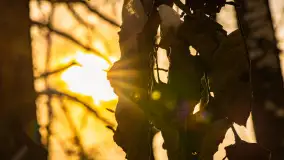 Zimowe jezioro Gołdopiwo w okolicach Przerwanek, styczeń 2024 r. - zdjęcie 45