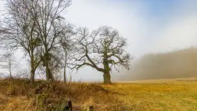 Mgliste Mazury, luty 2024 r. - zdjęcie 13