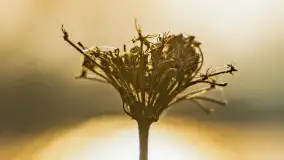 Przed zachodem słońca nad jeziorem Grajewko, luty 2024 r. - zdjęcie 24