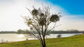 Przed zachodem słońca nad jeziorem Grajewko, luty 2024 r. - zdjęcie 33