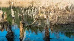 Jezioro Jagoczany, przedwiośnie, marzec 2024 r.  - zdjęcie 41