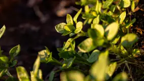 Zachód słońca w zatoce Skonał, nad jeziorem Tałty, marzec 2024 r. - zdjęcie 8