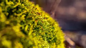 Zachód słońca w zatoce Skonał, nad jeziorem Tałty, marzec 2024 r. - zdjęcie 21