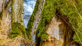 Mazurska przyroda w połowie marca 2024 r. - zdjęcie 24