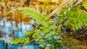 Mazurska przyroda w połowie marca 2024 r. - zdjęcie 5