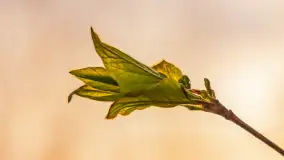 Wschód słońca nad jeziorem Kisajno, port AWF - zdjęcie 21