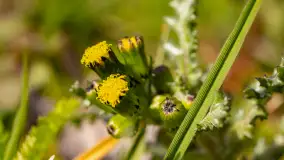Mamy dowody na rozkwit wiosny na Mazurach, końcówka marca 2024 r. - zdjęcie 1
