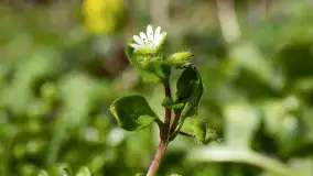 Mamy dowody na rozkwit wiosny na Mazurach, końcówka marca 2024 r. - zdjęcie 8