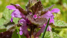 Mamy dowody na rozkwit wiosny na Mazurach, końcówka marca 2024 r. - zdjęcie 23