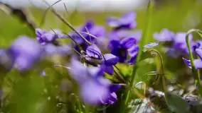 Mamy dowody na rozkwit wiosny na Mazurach, końcówka marca 2024 r. - zdjęcie 20