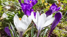 Mamy dowody na rozkwit wiosny na Mazurach, końcówka marca 2024 r. - zdjęcie 30