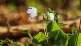 Wiosna i zachód słońca na półwyspie Kula, kwiecień 2024 r. - zdjęcie 40