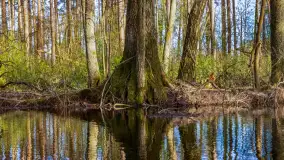 Wiosna i zachód słońca na półwyspie Kula, kwiecień 2024 r. - zdjęcie 4
