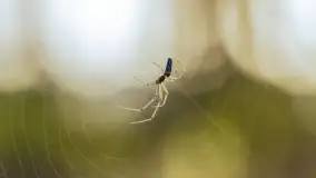 Wiosna i zachód słońca na półwyspie Kula, kwiecień 2024 r. - zdjęcie 39