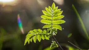 Wiosna i zachód słońca na półwyspie Kula, kwiecień 2024 r. - zdjęcie 22