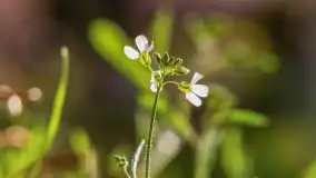 Wiosna i zachód słońca na półwyspie Kula, kwiecień 2024 r. - zdjęcie 36