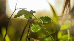 Wiosna i zachód słońca na półwyspie Kula, kwiecień 2024 r. - zdjęcie 43