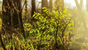 Wiosna i zachód słońca na półwyspie Kula, kwiecień 2024 r. - zdjęcie 38