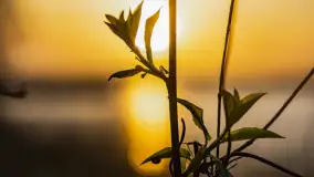 Wiosna i zachód słońca na półwyspie Kula, kwiecień 2024 r. - zdjęcie 34