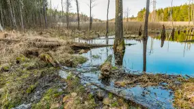 Wiosna nad niewielkim, mazurskim jeziorkiem, marzec 2024 r. - zdjęcie 29