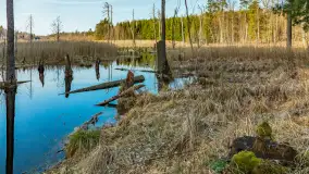 Wiosna nad niewielkim, mazurskim jeziorkiem, marzec 2024 r. - zdjęcie 19