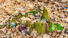 Wiosna nad niewielkim, mazurskim jeziorkiem, marzec 2024 r. - zdjęcie 25