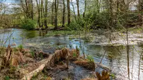 Zabytkowy młyn wodny przy Krutyni, kwiecień 2024 r. - zdjęcie 42