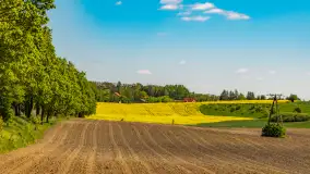 Mazury pełne żółtego koloru, pola rzepaku, maj 2024 r. - zdjęcie 31