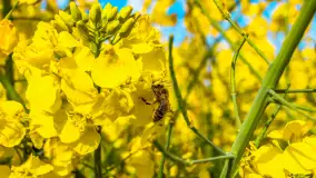 Mazury pełne żółtego koloru, pola rzepaku, maj 2024 r. - zdjęcie 16