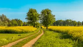 Mazury pełne żółtego koloru, pola rzepaku, maj 2024 r. - zdjęcie 19