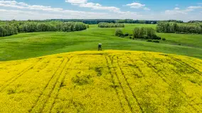 Rzepakowe pola widoczne z lotu ptaka, maj 2024 r. - zdjęcie 22