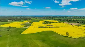 Rzepakowe pola widoczne z lotu ptaka, maj 2024 r. - zdjęcie 1