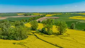 Rzepakowe pola widoczne z lotu ptaka, maj 2024 r. - zdjęcie 35