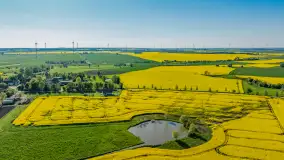 Rzepakowe pola widoczne z lotu ptaka, maj 2024 r. - zdjęcie 48